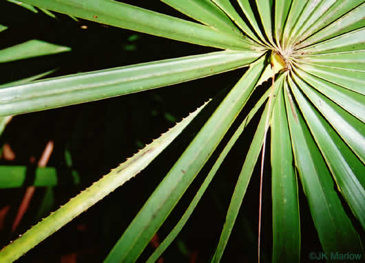 Serenoa repens, Saw Palmetto