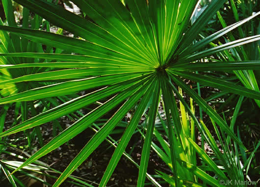 image of Serenoa repens, Saw Palmetto