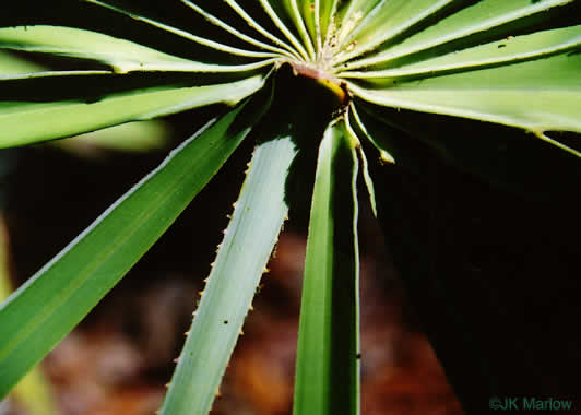 petiole