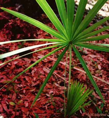 image of Serenoa repens, Saw Palmetto