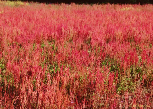 image of Acetosa hastatula, Wild Dock, Heartwing Dock, Sourgrass, Heartwing Sorrel