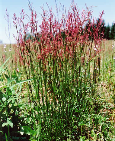 image of Acetosa acetosella, Sheep Sorrel, Red Dock, Sourgrass, Field Sorrel