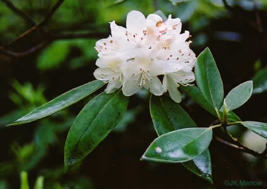 image of Rhododendron carolinianum, Carolina Rhododendron, Punctatum