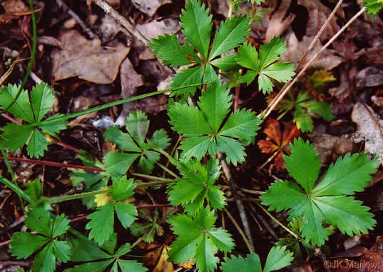 leaf or frond of Potentilla canadensis, Dwarf Cinquefoil, Running Five-fingers