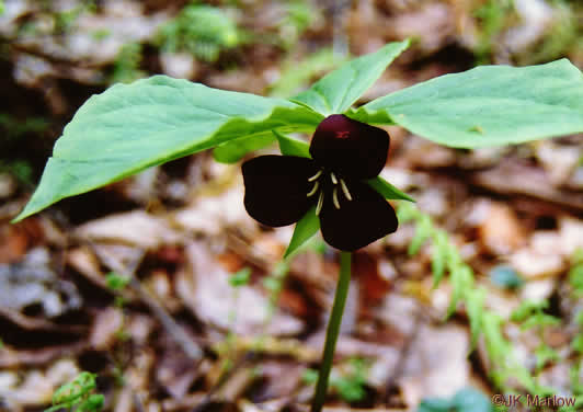 image of Trillium vaseyi, Vasey's Trillium, Sweet Trillium, Sweet Beth