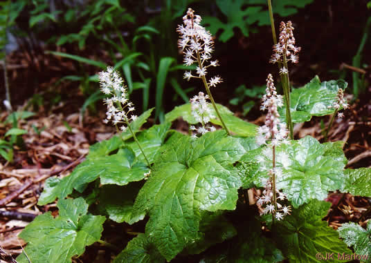 image of Tiarella cordifolia, Heartleaf Foamflower