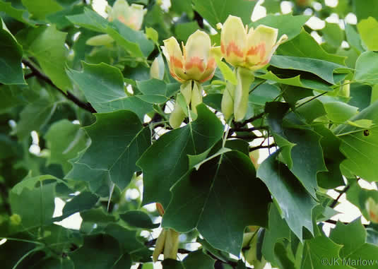 image of Liriodendron tulipifera var. tulipifera, Tuliptree, Yellow Poplar, Whitewood