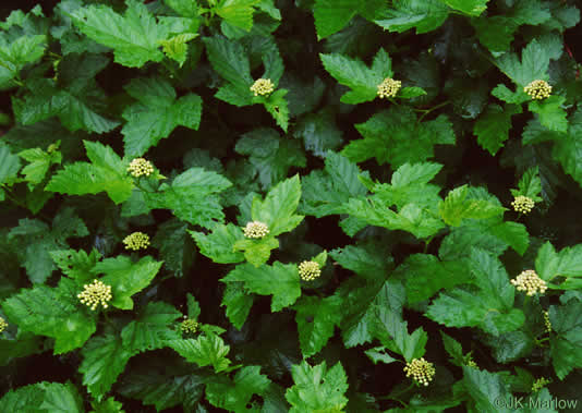 image of Physocarpus opulifolius var. opulifolius, Flowering Ninebark, Eastern Ninebark