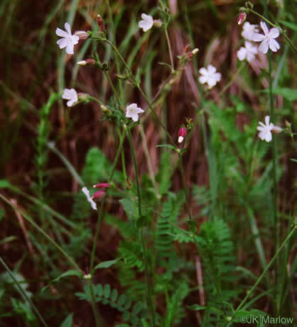 image of Silene latifolia, White Campion, Evening Campion, White Cockle, Evening Lychnis