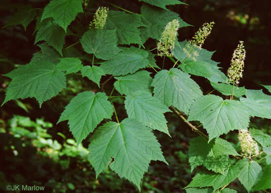 image of Acer spicatum, Mountain Maple