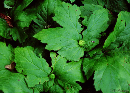 image of Hydrastis canadensis, Goldenseal