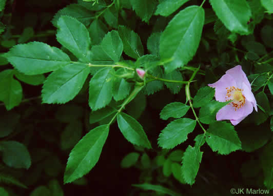 image of Rosa carolina ssp. carolina, Carolina Rose