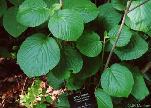 image of Viburnum lantanoides, Witch Hobble, Moosewood, Hobblebush, Tangle-legs