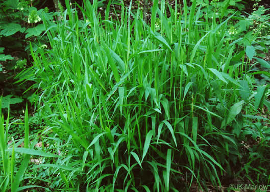 image of Chasmanthium latifolium, River Oats, Northern Sea Oats, Fish-on-a-stringer, Indian Woodoats