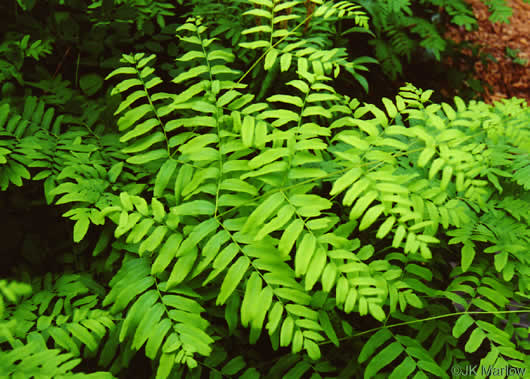 image of Osmunda spectabilis, American Royal Fern