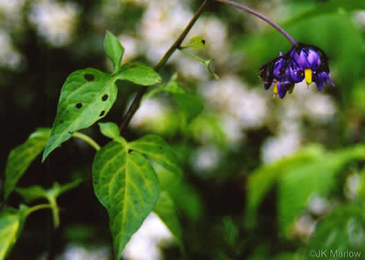 leaf or frond of Solanum dulcamara, Bittersweet Nightshade, Deadly Nightshade