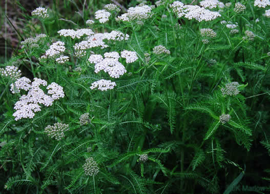 image of Achillea gracilis, Eastern Yarrow, Eastern Thousandleaf