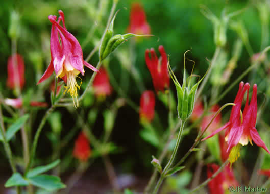 image of Aquilegia canadensis, Eastern Columbine, Canada Columbine