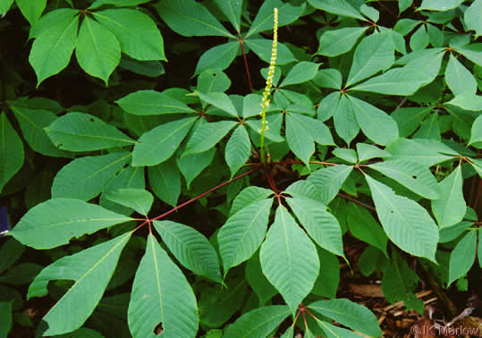 image of Aesculus parviflora, Bottlebrush Buckeye