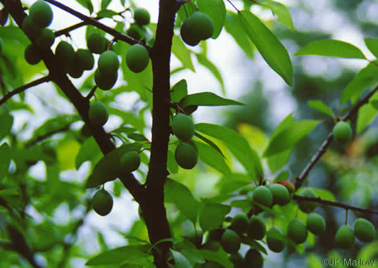 image of Prunus angustifolia, Chickasaw Plum, Sandhill Plum, Florida Sand Plum, Sand Plum