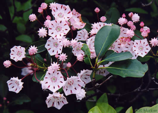 image of Kalmia latifolia, Mountain Laurel, Ivy, Calico-bush, Mountain Ivy