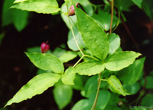 leaf or frond of Clematis viorna, Northern Leatherflower, Vase-vine