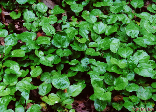 image of Shortia galacifolia, Oconee Bells, Southern Shortia