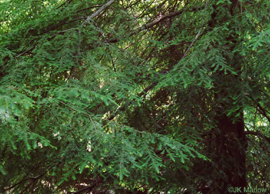 image of Tsuga canadensis, Eastern Hemlock, Canada Hemlock, Spruce Pine, Hemlock Spruce