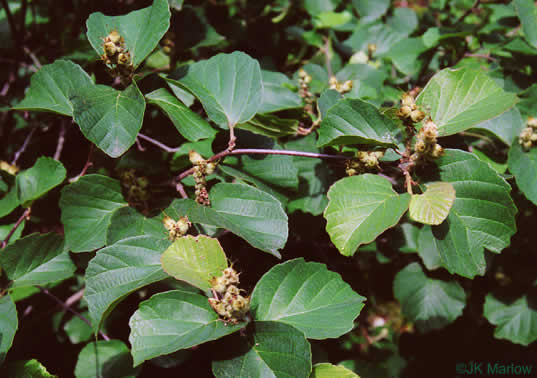 image of Fothergilla major, Large Witch-alder, Mountain Witch-alder, Fothergilla