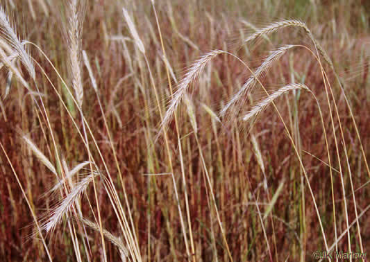 Secale cereale, Cereal Rye, Cultivated Rye