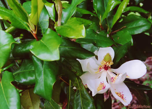 image of Magnolia grandiflora, Southern Magnolia, Bull Bay