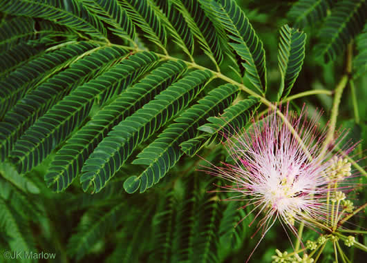 image of Albizia julibrissin, Mimosa, Silktree