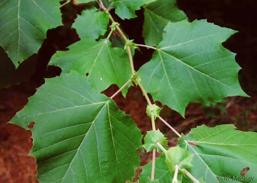 image of Platanus occidentalis var. occidentalis, American Sycamore, Planetree