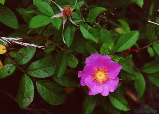 image of Rosa palustris, Swamp Rose