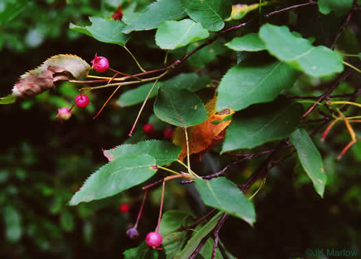 image of Amelanchier laevis, Allegheny Serviceberry, Smooth Serviceberry