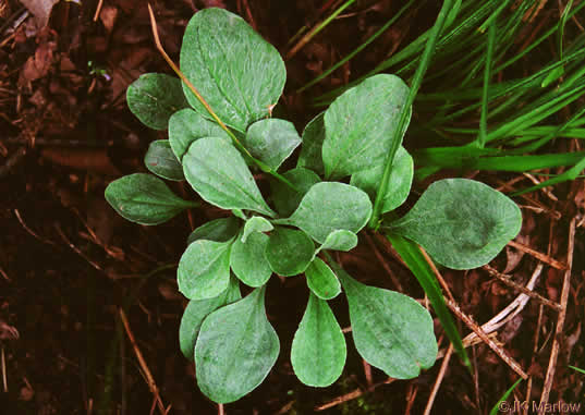 image of Antennaria plantaginifolia, Plantainleaf Pussytoes, Plantain Pussytoes