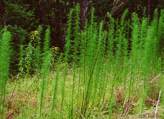 image of Eupatorium capillifolium, Common Dog-fennel, Summer Cedar, Yankeeweed, Cypressweed