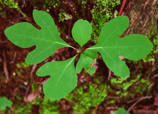 image of Sassafras albidum, Sassafras