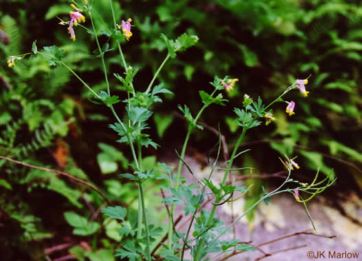 image of Capnoides sempervirens, Pale Corydalis, Rock Harlequin, Pink Corydalis, Tall Corydalis