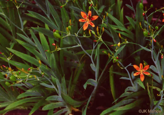 image of Iris domestica, Blackberry-lily, Leopard-lily