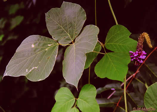 image of Pueraria montana var. lobata, Kudzu, Foot-a-Day