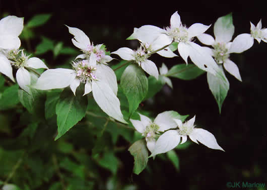 image of Pycnanthemum incanum +, Hoary Mountain-mint, White Mountain-mint