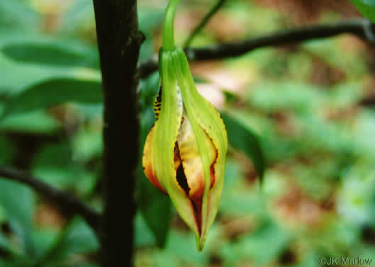 image of Lilium michauxii, Carolina Lily, Michaux’s Lily