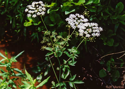 image of Cicuta maculata var. maculata, Water Hemlock, Spotted Cowbane