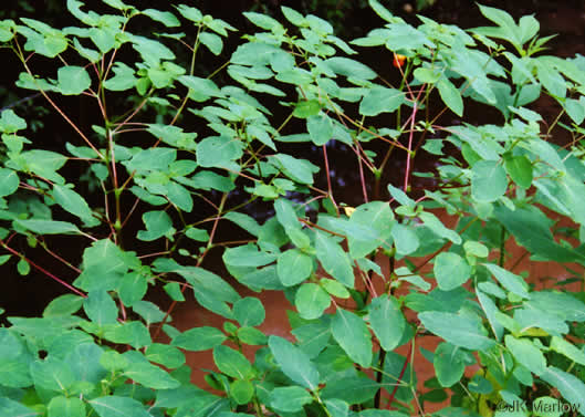 image of Impatiens capensis, Spotted Jewelweed, Spotted Touch-me-not, Orange Jewelweed, Orange Touch-me-not