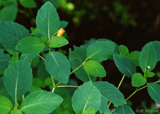 image of Impatiens capensis, Spotted Jewelweed, Spotted Touch-me-not, Orange Jewelweed, Orange Touch-me-not