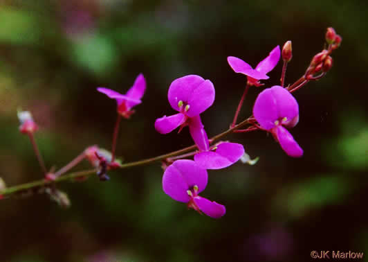 image of Desmodium paniculatum var. paniculatum, Panicled Tick-trefoil