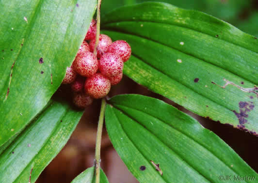 Maianthemum racemosum, False Solomon's Seal, Eastern Solomon's Plume, May-plume