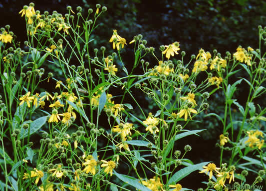 image of Verbesina alternifolia, Common Wingstem