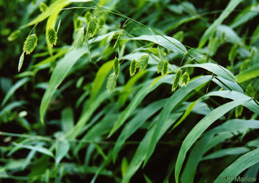 image of Chasmanthium latifolium, River Oats, Northern Sea Oats, Fish-on-a-Pole, Indian Woodoats
